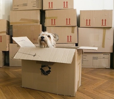 Moving with Your Dog