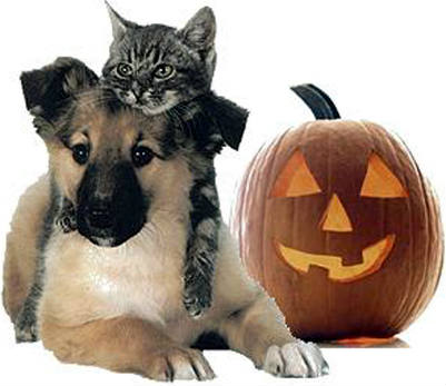 Dog and Cat Halloween