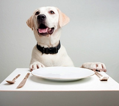 What Can Dogs Eat?