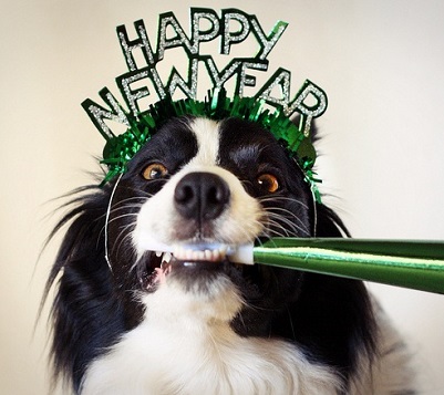 New Years Dog