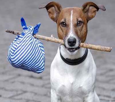 Stop Your Dog Digging in the Water Dish - Vetstreet