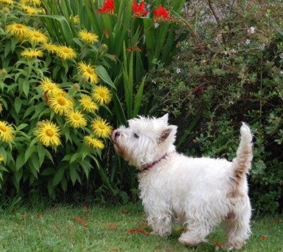 Dog in Backyard with plants