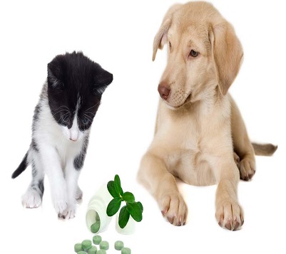 Pet Supplements