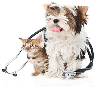 Dog and Cat at Vet Hospital