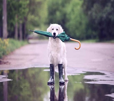 Dog in the rain