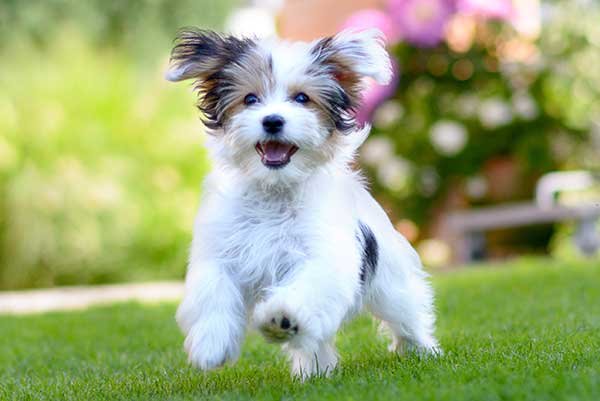 A small white and brown dog runs over grass in the comfort of its home during pet care visits