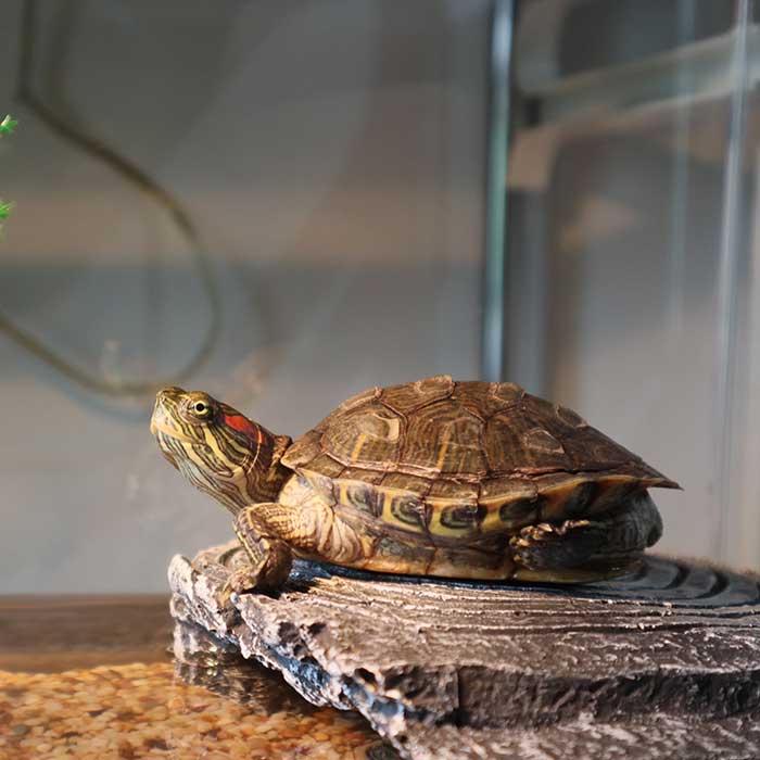 A brown tortoise sits on glass case during pet care visits