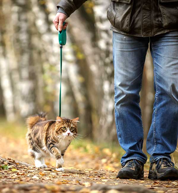 A tabby cat on a leash walking in the park by a pet sitter