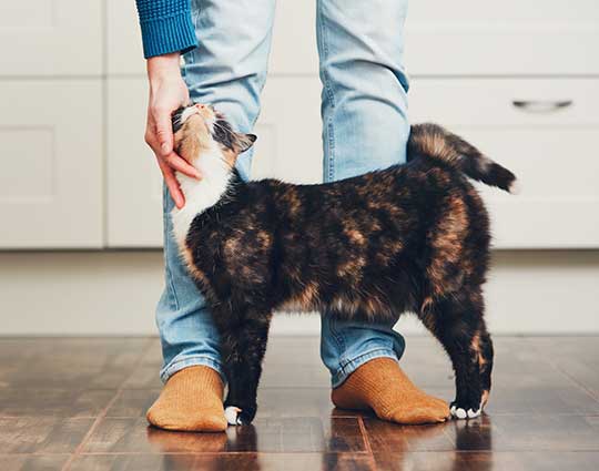 Pet care visits keep a dark brown cat happy as it rubs against a pet sitter's legs