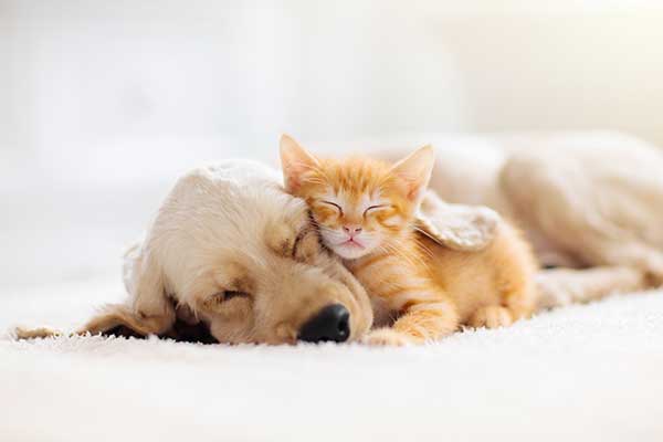 A young puppy and kitten sleep safely while being watched during dog and cat sleeping during overnight pet sitting services