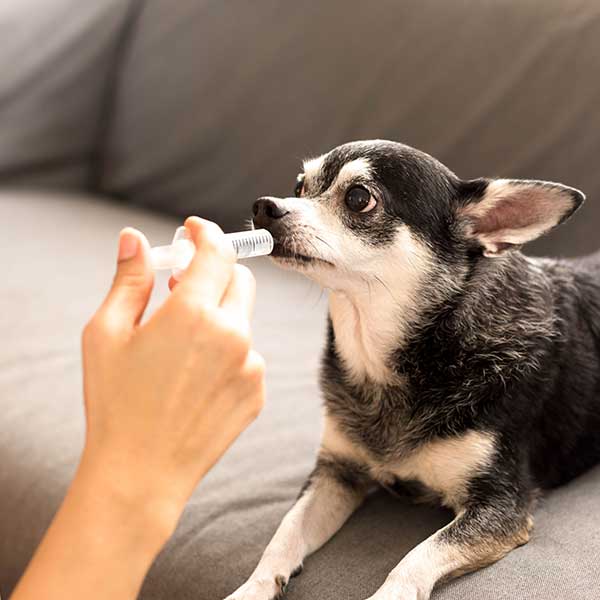 Dog being administered syringe of pet medicine during home medical care