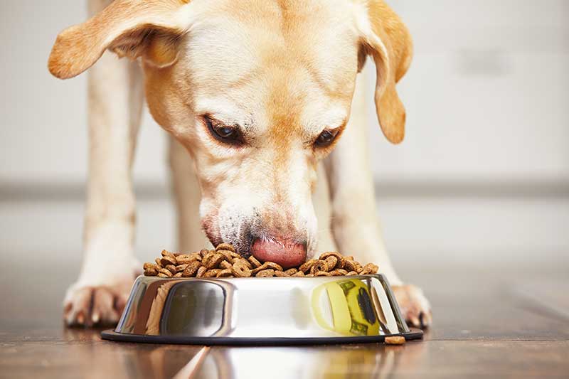 Dog eating dry dog food from a silver bowl inside a home