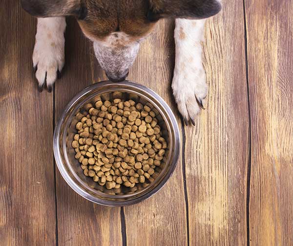 Dog lying on the floor looking into a bowl of kibble provided by their pet sitter