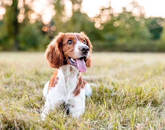 As an alternative to dog boarding, a happy puppy sit on the grass in the park.