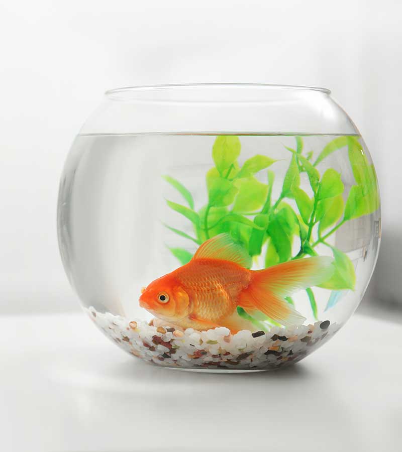 A pet goldfish swims in a clear fishbowl with fake grass
