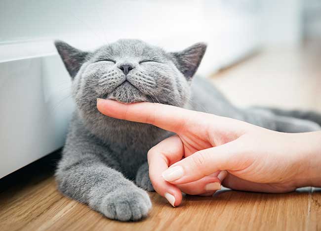 a grey, medium-haired cat being pet by a pet sitter