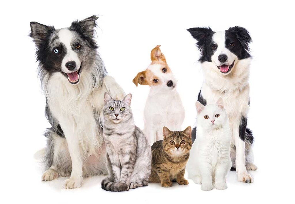 Three dogs and three cats wait patiently for their pet sitting services