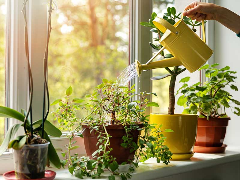 Home sitter watering a row of plants placed in front of a window for sunlight as part of home sitting services