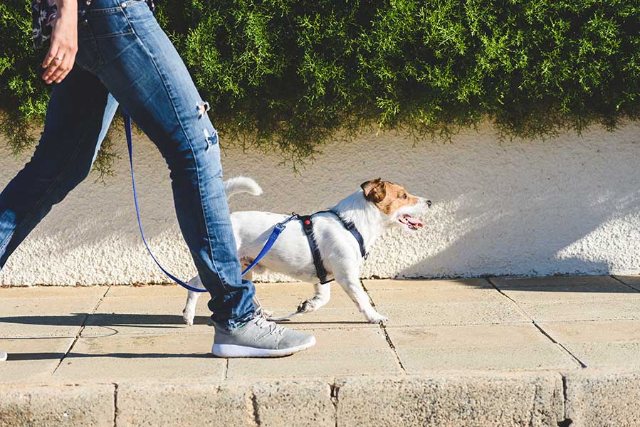 Jack russel terrior being walked by a dog walker in Katy, TX