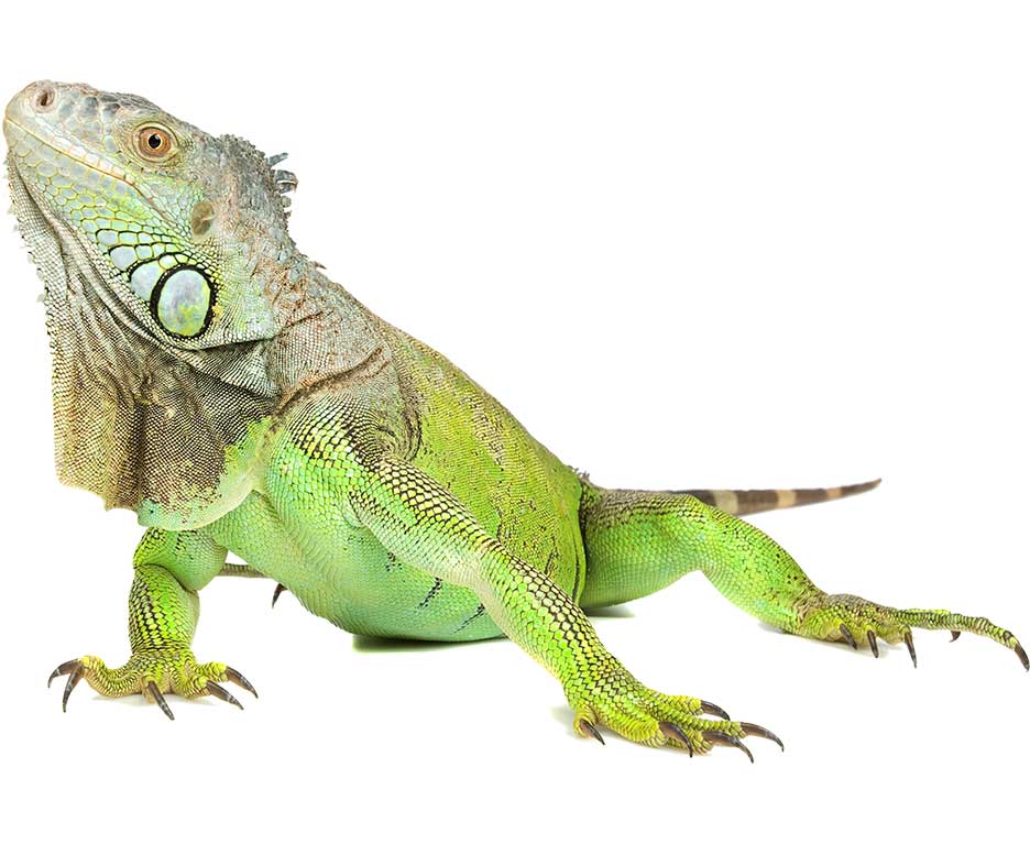 A green pet iguana