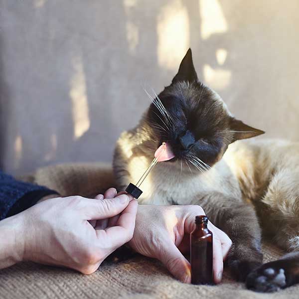 Cat laying down enjoying pet medicine from a dropper administered by a medical care professional