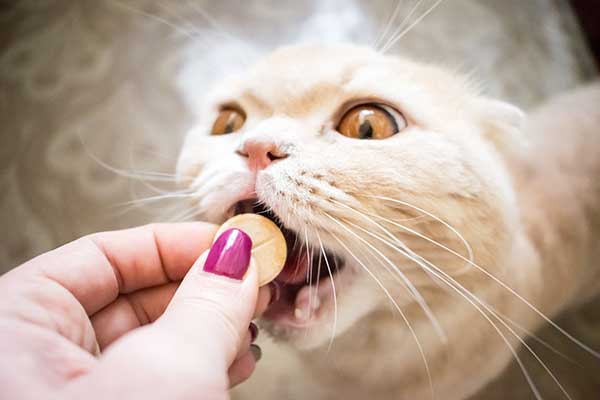 Cat being fed pet medicine from the pet sitter