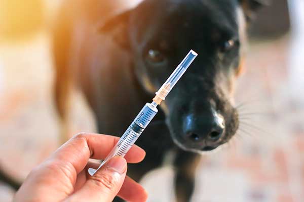 Black dog anticipating a shot of pet medicine during at home medical care