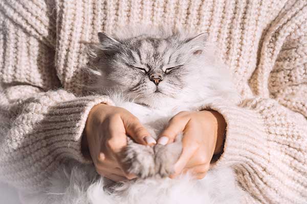 A grey cat sits in a pet sitter's lap with its front paws held during pet care visits