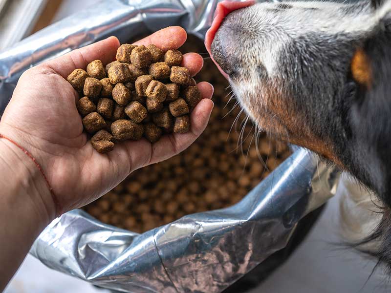 Pet sitter holding a handful of dry dog food in front of a dog for it to smell during pet supplies pickup and delivery services