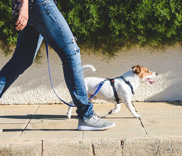 Small dog in harness walking on the sidewalk with pet sitter