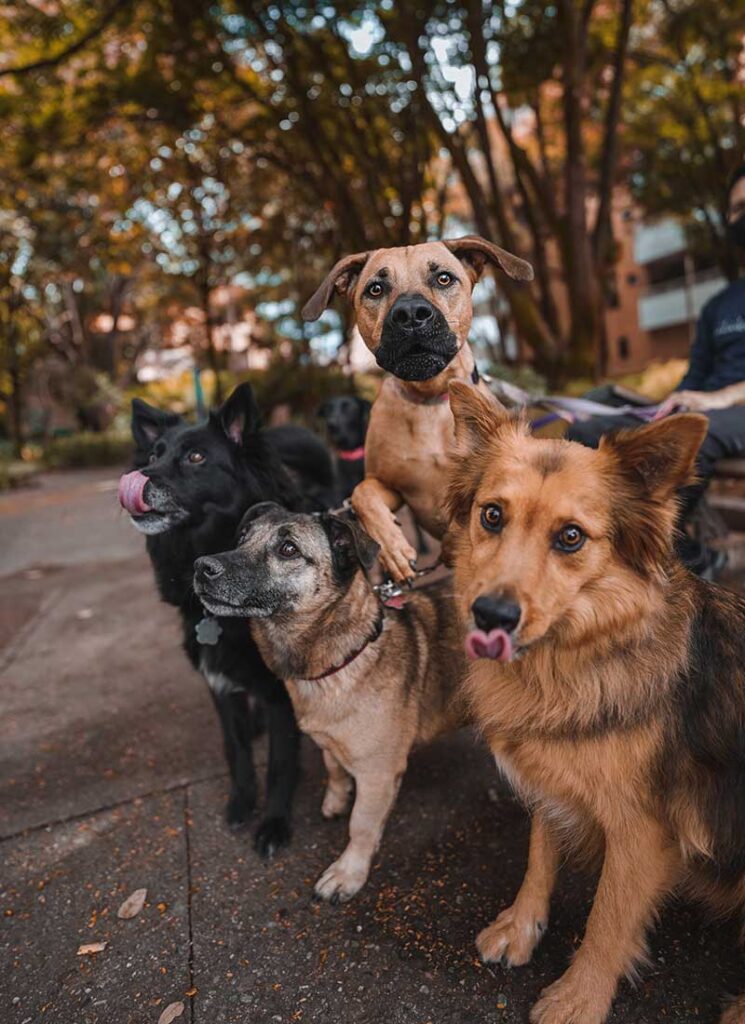 Pack of dogs out for a walk in a park with their pet sitter