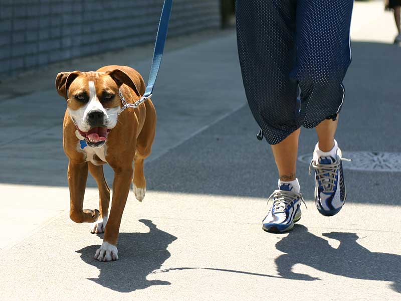 Pet walker walking a medium-sized dog along a sidewalk during a summer day