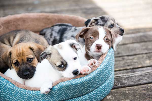Four puppies of various breeds laying down in a basket during a puppy care visit