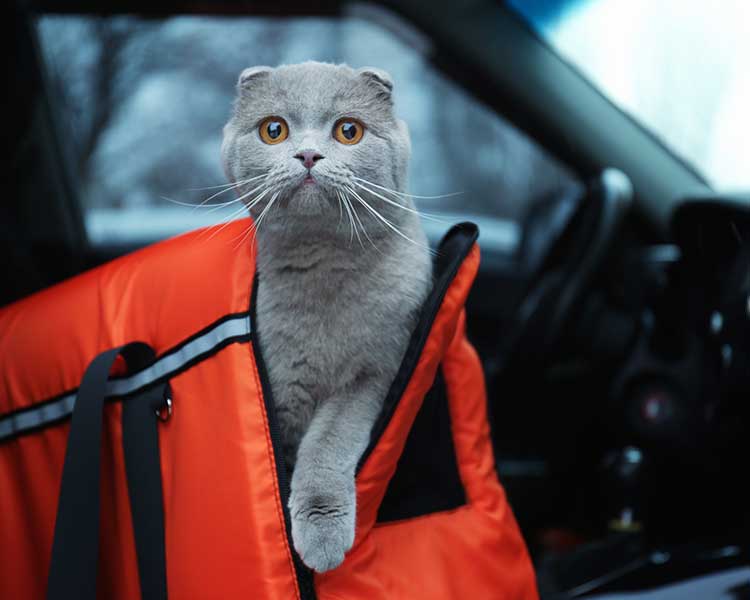 Gray cat emerging safely from an orange, pet transportation bag located in the front seat of a car