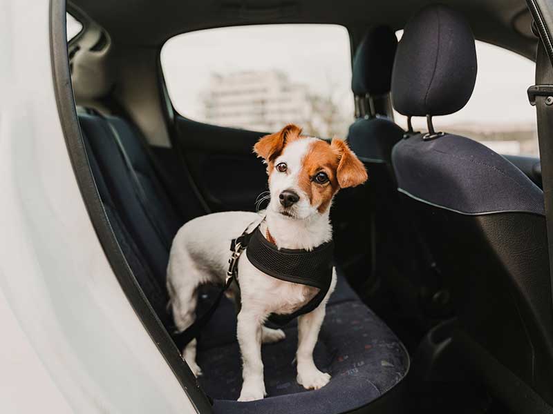 Small dog strapped in the back seat of a car ready for pet transportation