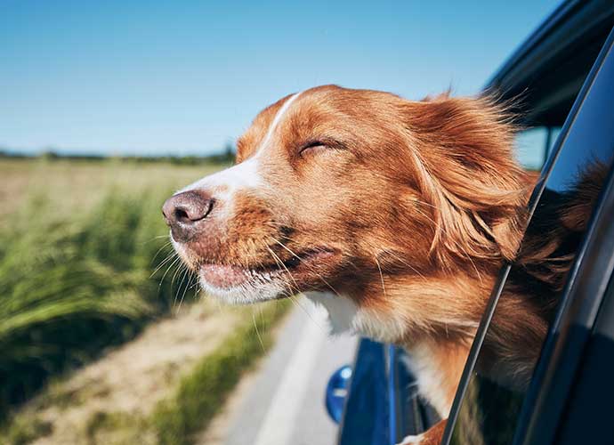 Dog holding its head outside of a car window as it is transported