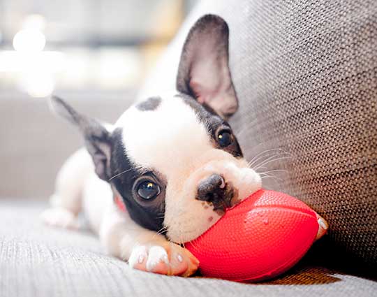Puppy playing with a red ball while a pet sitter provides puppy care