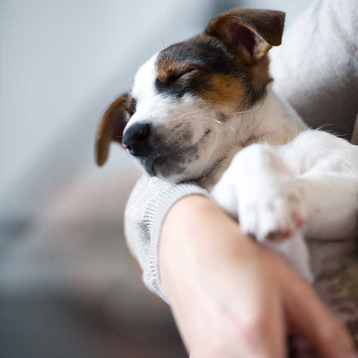 A sleeping puppy is held in the arms of an overnight pet sitting caregiver