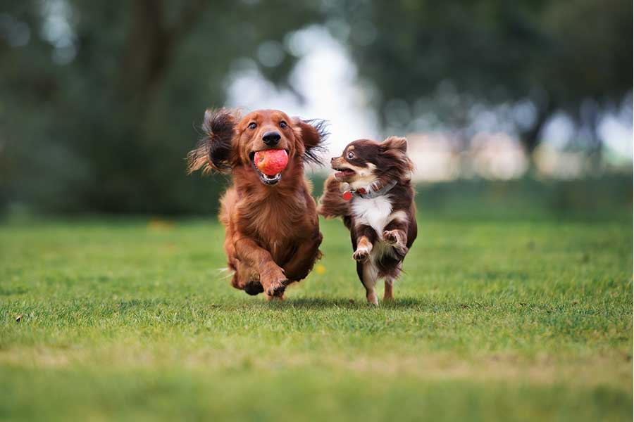 Two small brown dogs run and play on the green grass of a park.