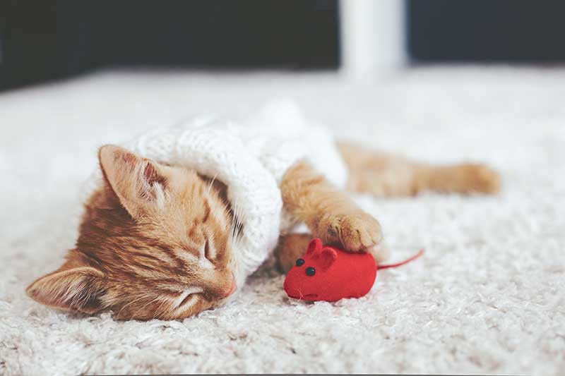 Cat playing with mouse toy provided by pet concierge sitter during pet supplies pickup and delivery services