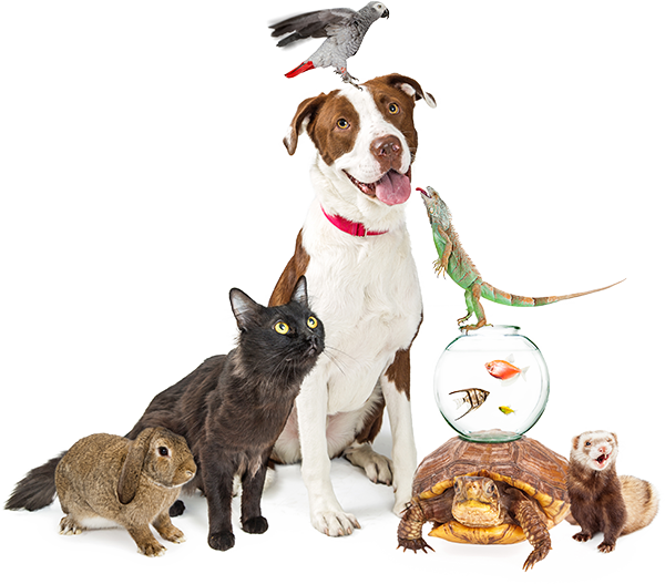 A dog and other pets needing a professional pet sitter