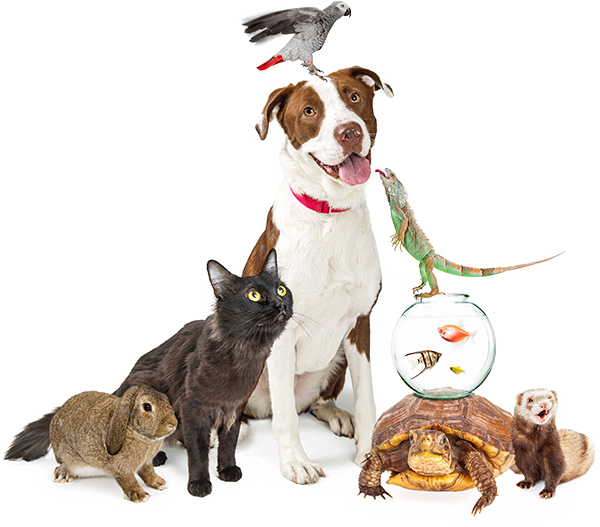 A dog and other pets needing a professional pet sitter