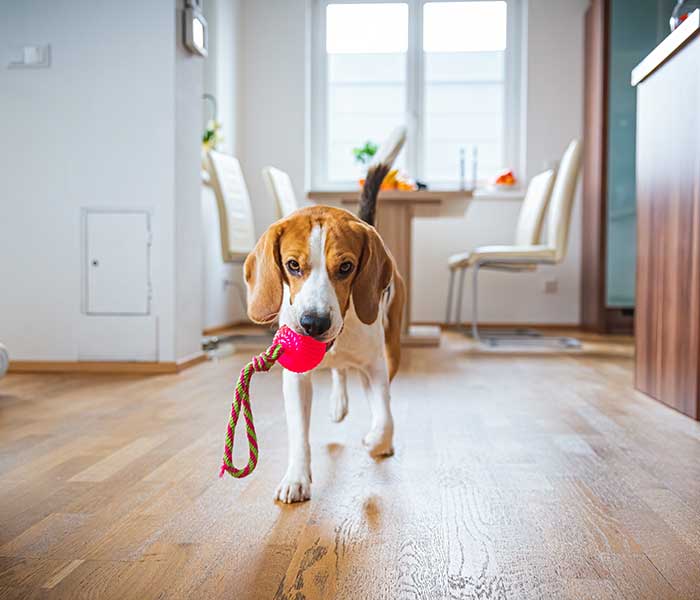 Dog playing with toy in a home during boarding service