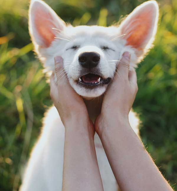 White dog smiling as pet sitter rubs both sides of their face