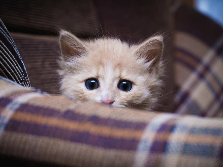 Anxious cat staring at pet sitter from over the arm of a couch