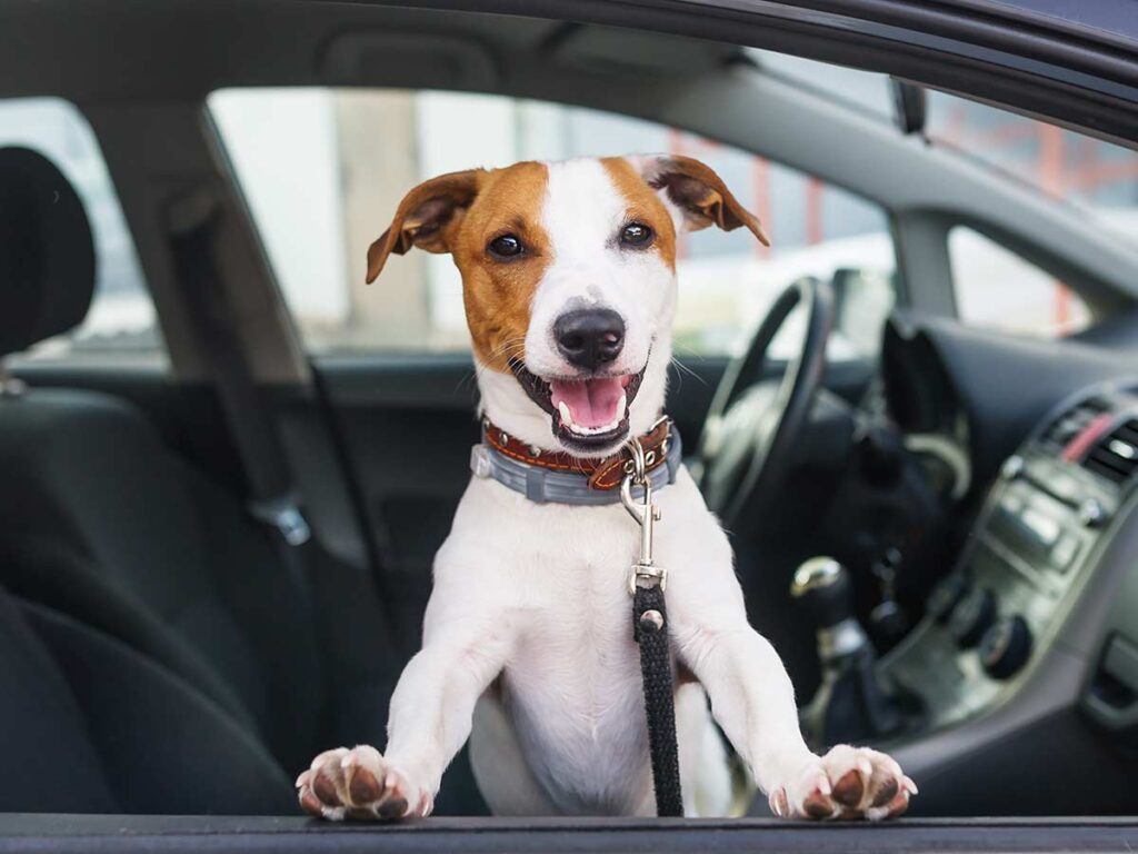 Small dog happily looking out a car window in a car as they are ready for pet transport