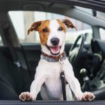 Small dog happily looking out a car window in a car as they are ready for pet transport