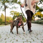 Dog happily walking along a path with their dog walker while in a park