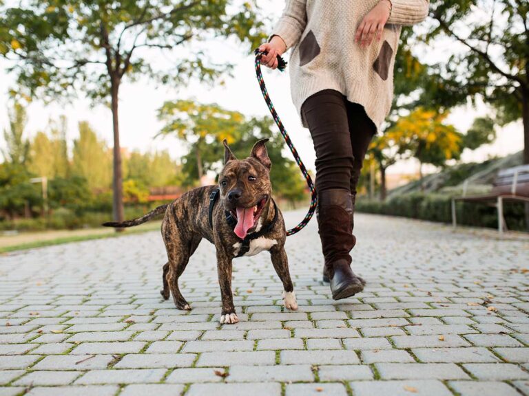 Dog happily walking along a path with their dog walker while in a park