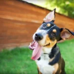 Healthy-Dog